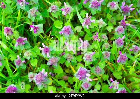 Porpora ortica fiori su uno sfondo di erba verde. Primavera sfondo luminoso. Foto Stock