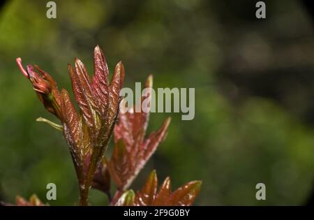 Foglie brune rossastre. Foto Stock