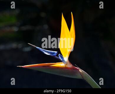 Mozaga, Lanzarote, Isole Canarie, Spagna. Fiore retroilluminato di un uccello di pianta paradiso, Strelitzia reginae. Foto Stock