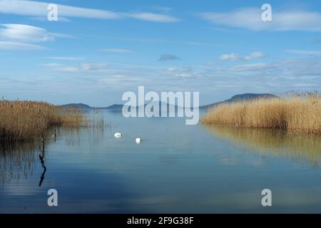 Muta cigno, Höckerschwan, Cygne tuberculé, Cygnus olor, bütykös hattyú, lago Balaton, Ungheria, Magyarország, Europa Foto Stock