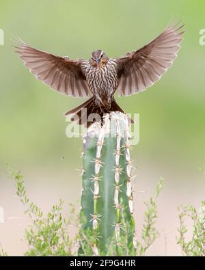 Blackbird femmina (Turdus merula) atterra sul cactus nella Rio grande Valley, Texas Foto Stock