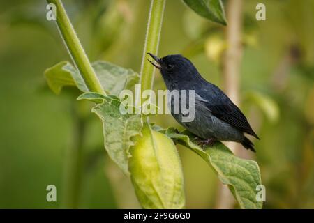 Slaty flowerpiercer - Diglossa plumbea passerine uccello endemico altopiani del Costa Rica e western Panama, common bird in foreste di montagna canop Foto Stock