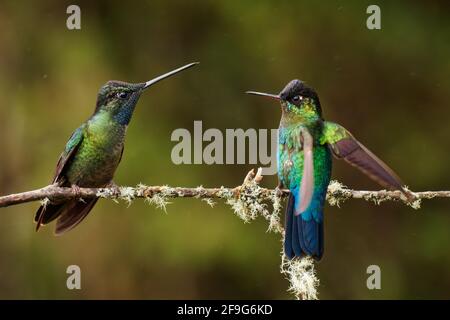 Bird di Hummingbird dalle fiamme - Panterpe insignis le razze di colibrì di medie dimensioni solo nelle montagne della Costa Rica e Panama. Uccello colorato con il suo Foto Stock