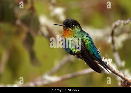 Bird di Hummingbird dalle fiamme - Panterpe insignis le razze di colibrì di medie dimensioni solo nelle montagne della Costa Rica e Panama. Bel bir colorato Foto Stock