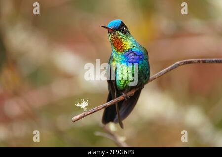 Bird di Hummingbird dalle fiamme - Panterpe insignis le razze di colibrì di medie dimensioni solo nelle montagne della Costa Rica e Panama. Bel bir colorato Foto Stock