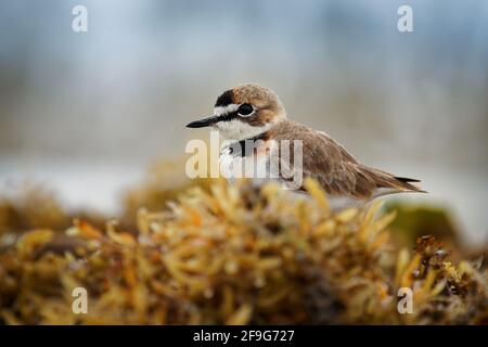 Charadrius collaris - Collarred Plover piccolo shorebird nella famiglia dei Plover, Charadriidae, vive lungo le coste e le rive del fiume tropicale a tempera Foto Stock