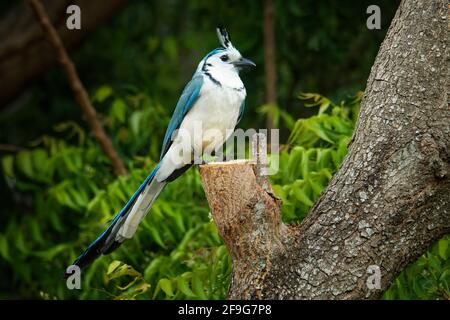 White-thorated Magpie-jay - Cyanocorax Calocitta formosus grandi specie di uccelli dell'America Centrale di magpie-jay, si estende in Pacific-Slope spine foresta da Foto Stock