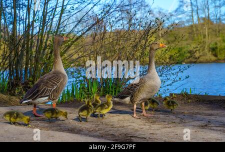 Famiglia di anatra, anatroccoli presso il lago. Brentwood, Essex Foto Stock