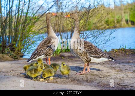 Famiglia di anatra, anatroccoli presso il lago. Brentwood, Essex Foto Stock