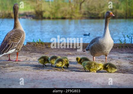 Famiglia di anatra, anatroccoli presso il lago. Brentwood, Essex Foto Stock