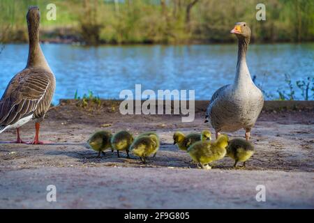 Famiglia di anatra, anatroccoli presso il lago. Brentwood, Essex Foto Stock