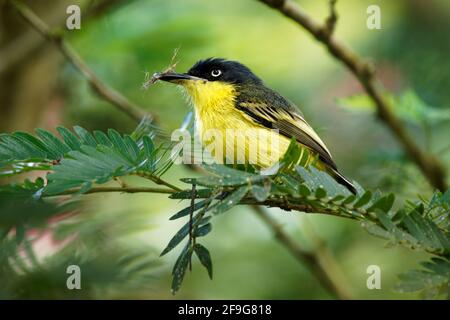 Tody-flycatcher comune - Todirostro cinereum piccolo uccello passerino nero e giallo nella famiglia flycatcher tiranno costruzione del nido, Messico meridionale Foto Stock