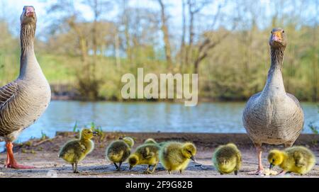 Famiglia di anatra, anatroccoli presso il lago. Brentwood, Essex Foto Stock