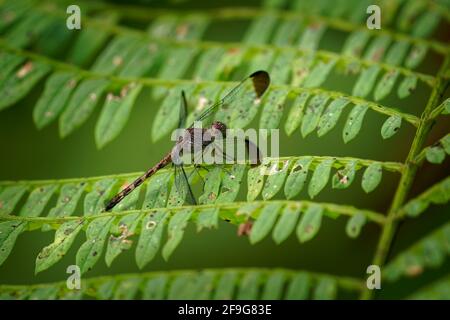 Woodskimmer comune - Uracis imbuta, conosciuto anche come legno tropicale skimmer, dragonfly seduto sulla pianta con il bacckground verde in Costa Rica, Centr Foto Stock