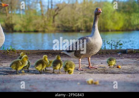 Famiglia di anatra, anatroccoli presso il lago. Brentwood, Essex Foto Stock