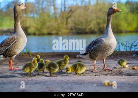 Famiglia di anatra, anatroccoli presso il lago. Brentwood, Essex Foto Stock