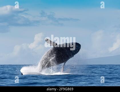 Megattere Megapera novaeangilae), Maui, Hawaii, Stati Uniti Foto Stock