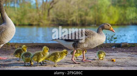 Famiglia di anatra, anatroccoli presso il lago. Brentwood, Essex Foto Stock