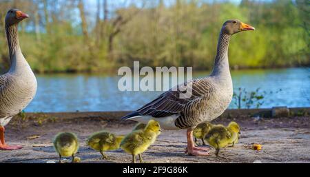 Famiglia di anatra, anatroccoli presso il lago. Brentwood, Essex Foto Stock