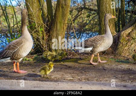 Famiglia di anatra, anatroccoli presso il lago. Brentwood, Essex Foto Stock