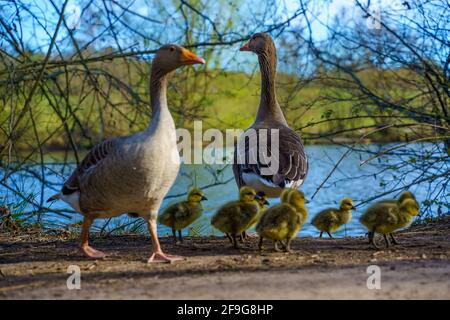 Famiglia di anatra, anatroccoli presso il lago. Brentwood, Essex Foto Stock