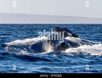 Megattere Megapera novaeangilae), Maui, Hawaii, Stati Uniti Foto Stock