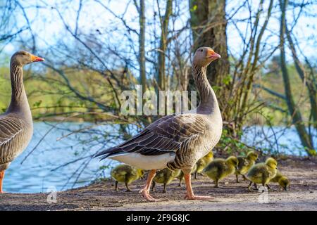 Famiglia di anatra, anatroccoli presso il lago. Brentwood, Essex Foto Stock