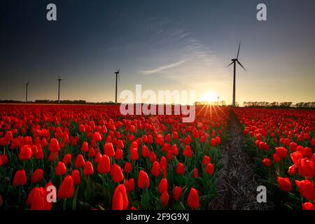 Tramonto su campo di tulipani rossi con turbine eoliche, Olanda Foto Stock