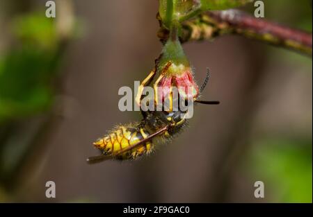 Impollinazione: Giubbotto di YellowJacket sul fiore piccolo di un Gooseberry verde Foto Stock