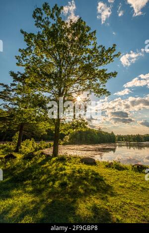 Harvard Pond a Petersham, Masachusetts nel tardo pomeriggio Foto Stock