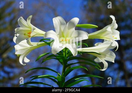 Profumati fiori di tromba bianchi e gialli dei fiori di giglio pasquale (lilium longiflorum) in primavera Foto Stock
