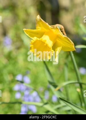 Ultimo dei narcisi primaverili con i primi bluebells estivi dentro sfondo Foto Stock