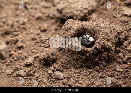 Ashy miniera ape / Andrena cineraria nel suo burrow Foto Stock