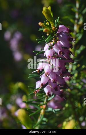 Primo piano di fiori di erica della cornovaglia in una giornata estiva Foto Stock