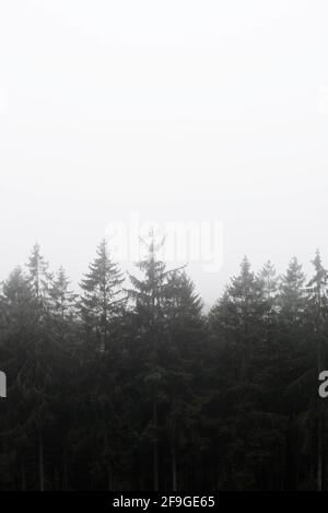 Un'immagine ipnotizzante di una fitta foresta su una nebbia giorno Foto Stock