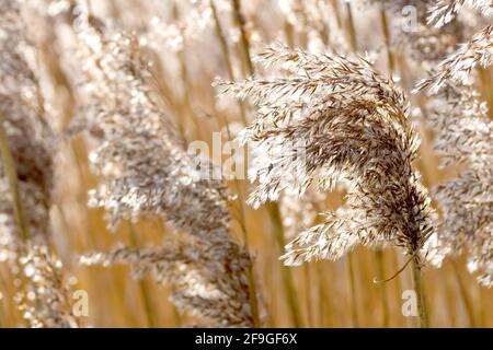 Reed comune (phragmites australis), posteriore illuminato da vicino di una vecchia testa di fiore dell'erba, a lungo andato a seme. Fotografato in primavera. Foto Stock