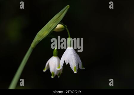 Leucojum Gravetye Gigante in una giornata di sole contro un buio sfondo Foto Stock