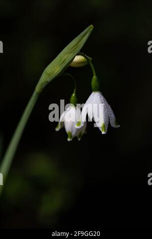 Leucojum Gravetye Gigante in una giornata di sole contro un buio sfondo Foto Stock