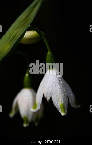 Leucojum Gravetye Gigante in una giornata di sole contro un buio sfondo Foto Stock