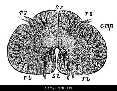 Sezione trasversale del midollo spinale. Illustrazione del 19 ° secolo. Germania. Sfondo bianco. Foto Stock