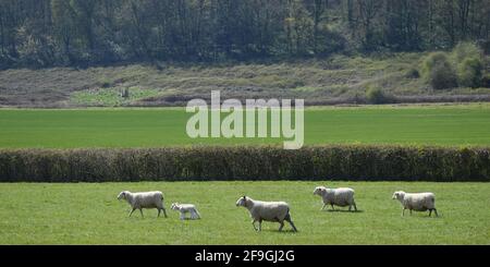 Pecora con agnelli che camminano attraverso un campo a Penllyn, vale di Glamorgan, Galles del Sud, Regno Unito Foto Stock