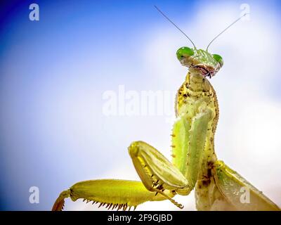 Aniti in preghiera Sphodromantis viridis è una specie di mantis in preghiera Che è mantenuto in tutto il mondo come un PET.are un ordine (Mantodea) di insetti Foto Stock