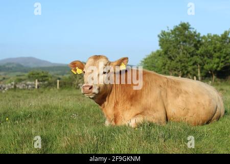 Bestiame bovino - un torello Charolais sdraiato su erba su terreni agricoli In Irlanda rurale durante l'estate Foto Stock