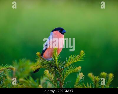 Bulgaro eurasiatico (Pyrhula pirrhula), maschio seduto sull'albero di tasso, Baviera, Germania Foto Stock