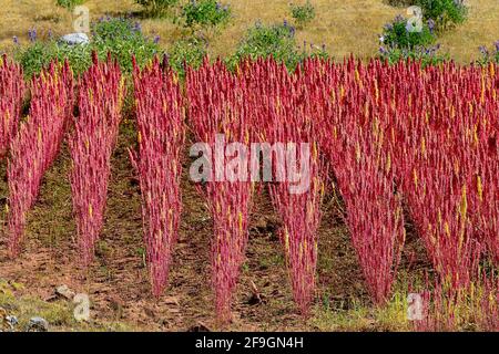 Campo con quinoa matura (Chenopodium quinoa), Provincia di Andahuaylas, Perù Foto Stock