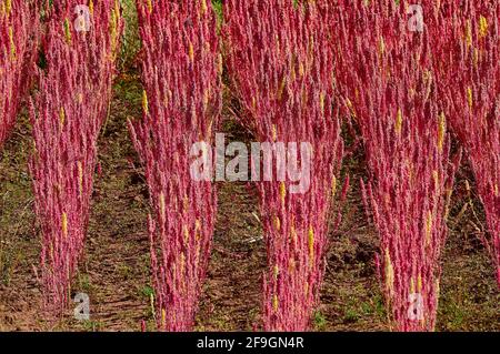 Campo con quinoa matura (Chenopodium quinoa), Provincia di Andahuaylas, Perù Foto Stock