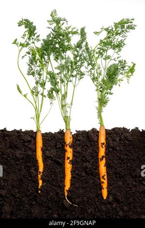 Barbabietole gialle, carote bloccate nel terreno Foto Stock