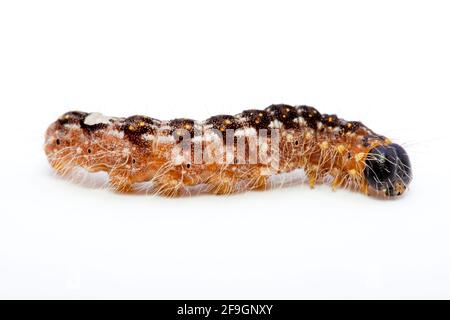 Pioppo Grey Moth (Acronicta megacephala), caterpillar Foto Stock