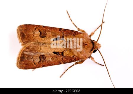 Gufo da campo con clawing incrociato (Agrotis exclamationis), gufo da campo con clawing incrociato, Germania Foto Stock