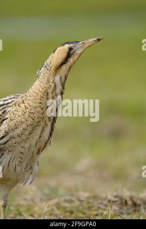 Grande Bittern, Nord Reno-Westfalia, Germania Foto Stock